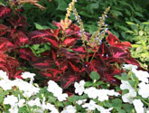 Shade Garden