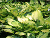 Hostas and hydrangeas