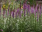 Liatris in perennial garden