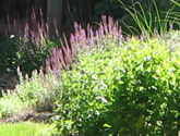 Informal perennial garden